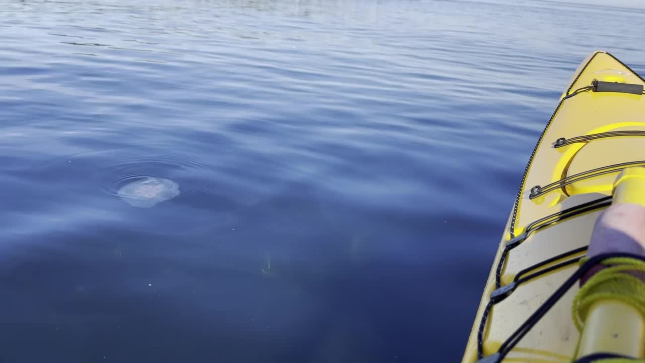 温哥华岛的海洋生物视频下载