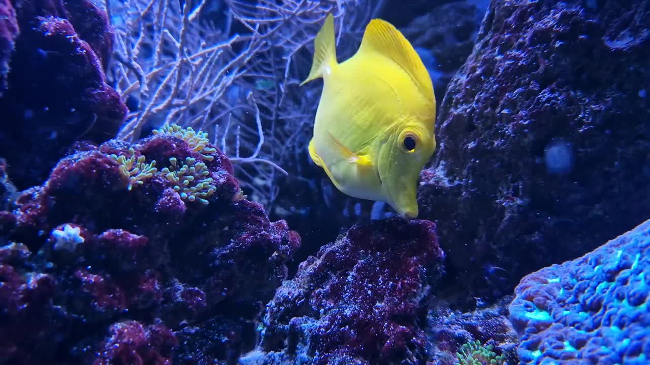 水族馆中的黄斑马鱼。水族馆鱼类视频下载