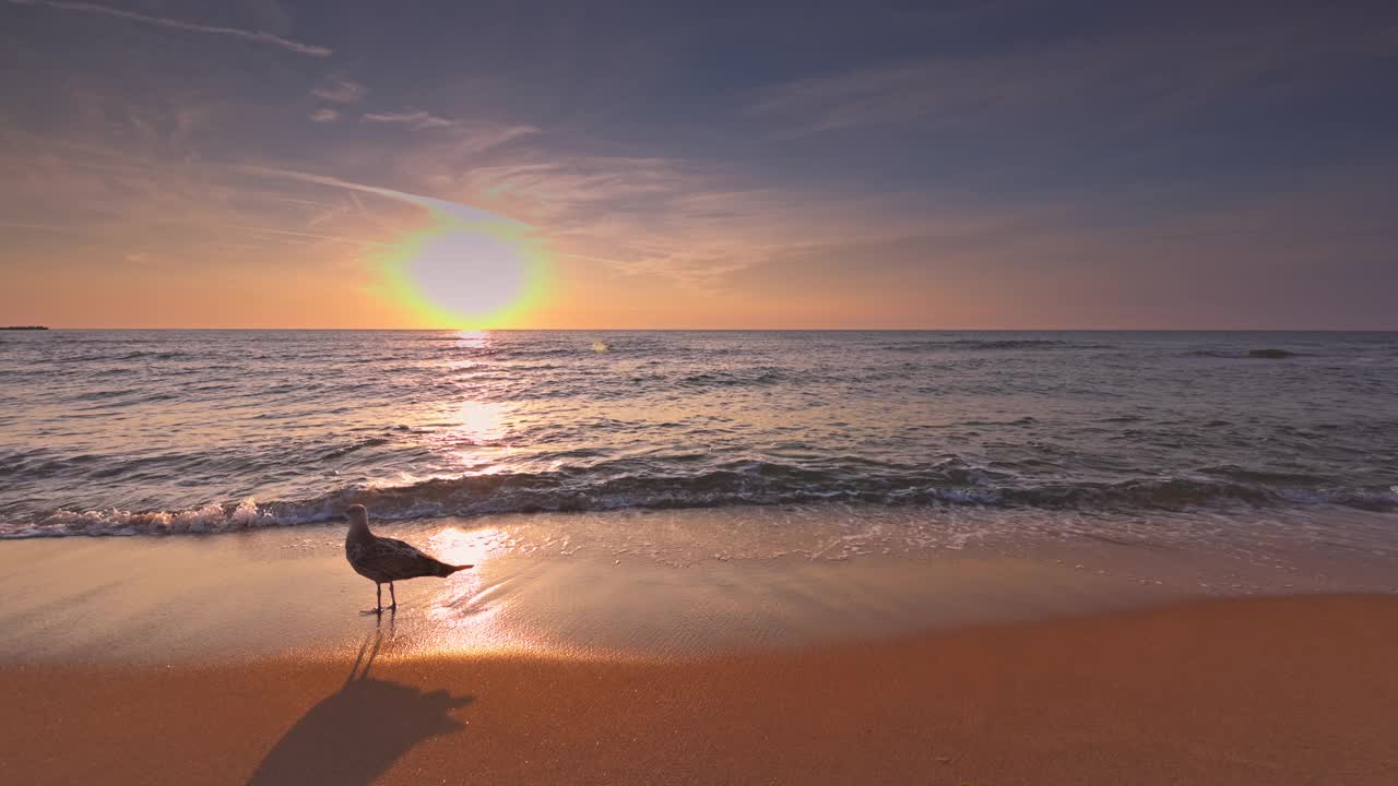 美丽的日出在海上和海鸥走在沙滩岸边，平静的早晨在海边的视频视频下载