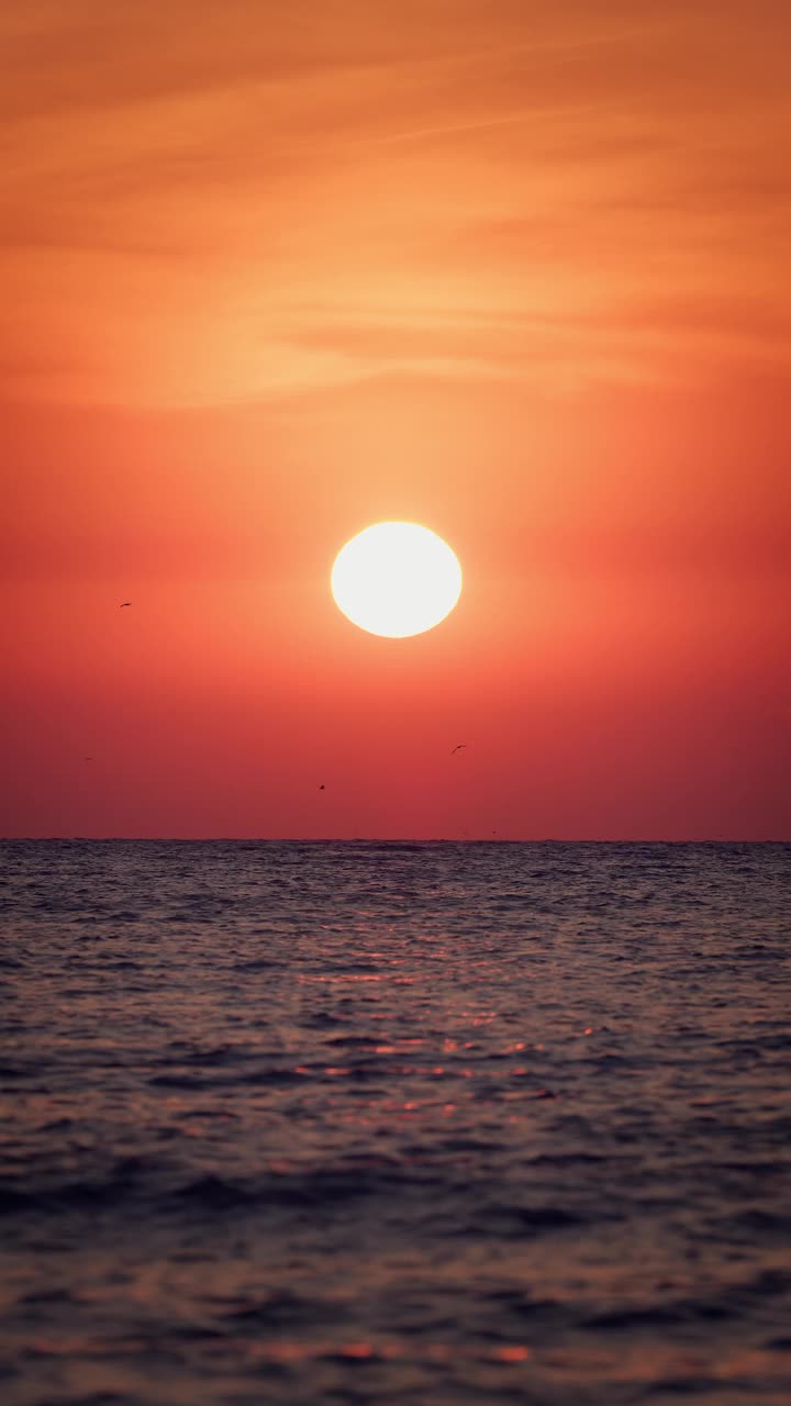 垂直景观平静的海上日出超过海洋的水与云和飞行自由鸟在天空的视频视频素材