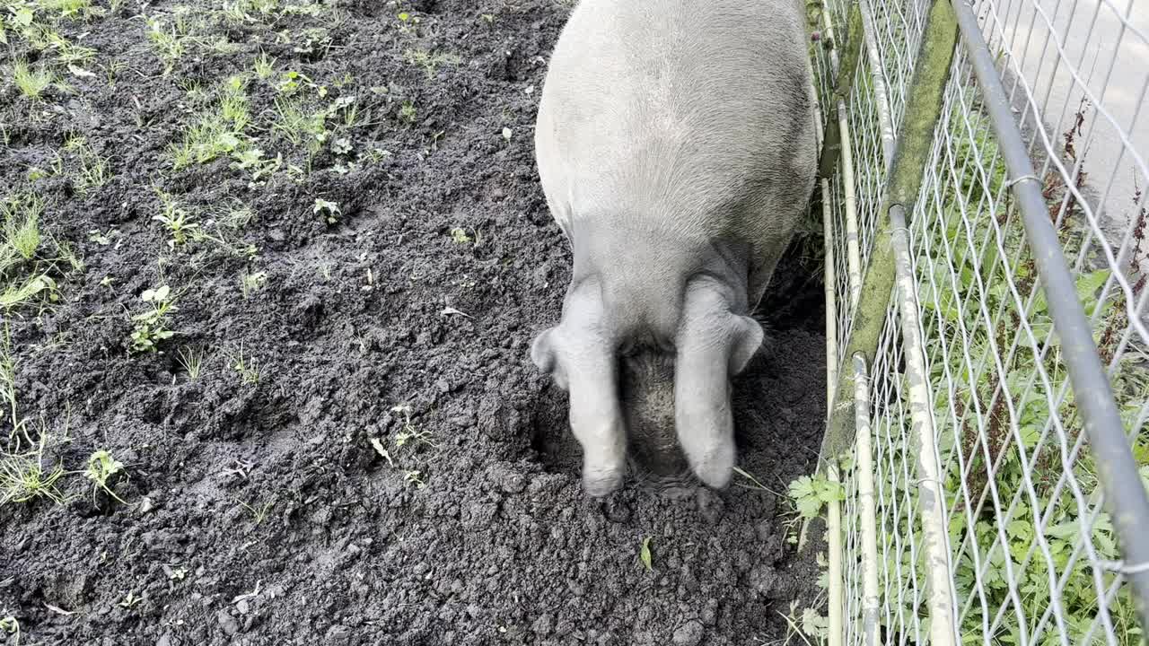 城市农场里的猪视频下载