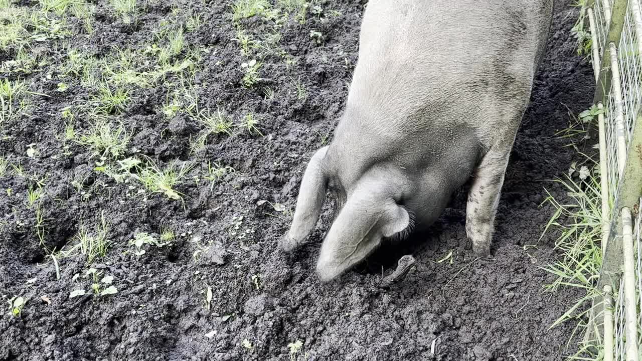 城市农场里的猪视频下载