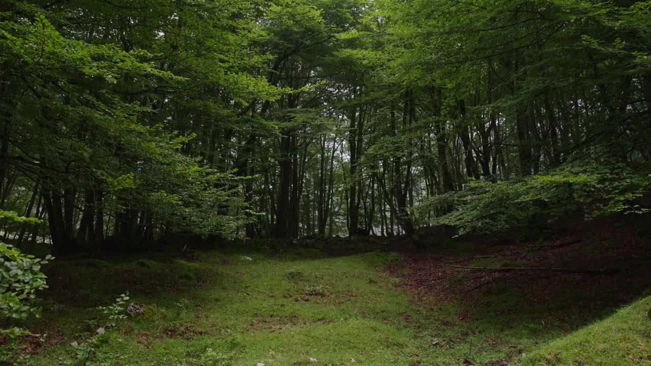 一个被山毛榉树包围的男人向上看。视频下载