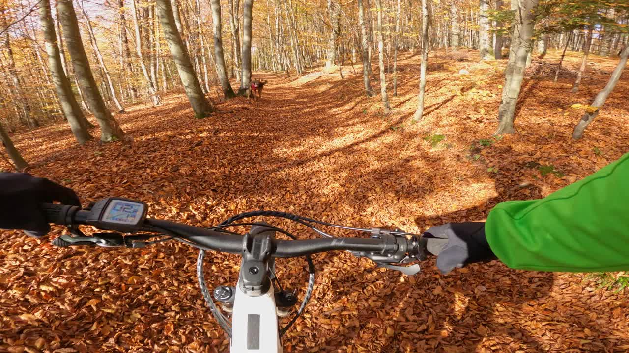 POV, FPV:在秋天的森林里遛狗后骑山地自行车的令人兴奋的视角视频素材