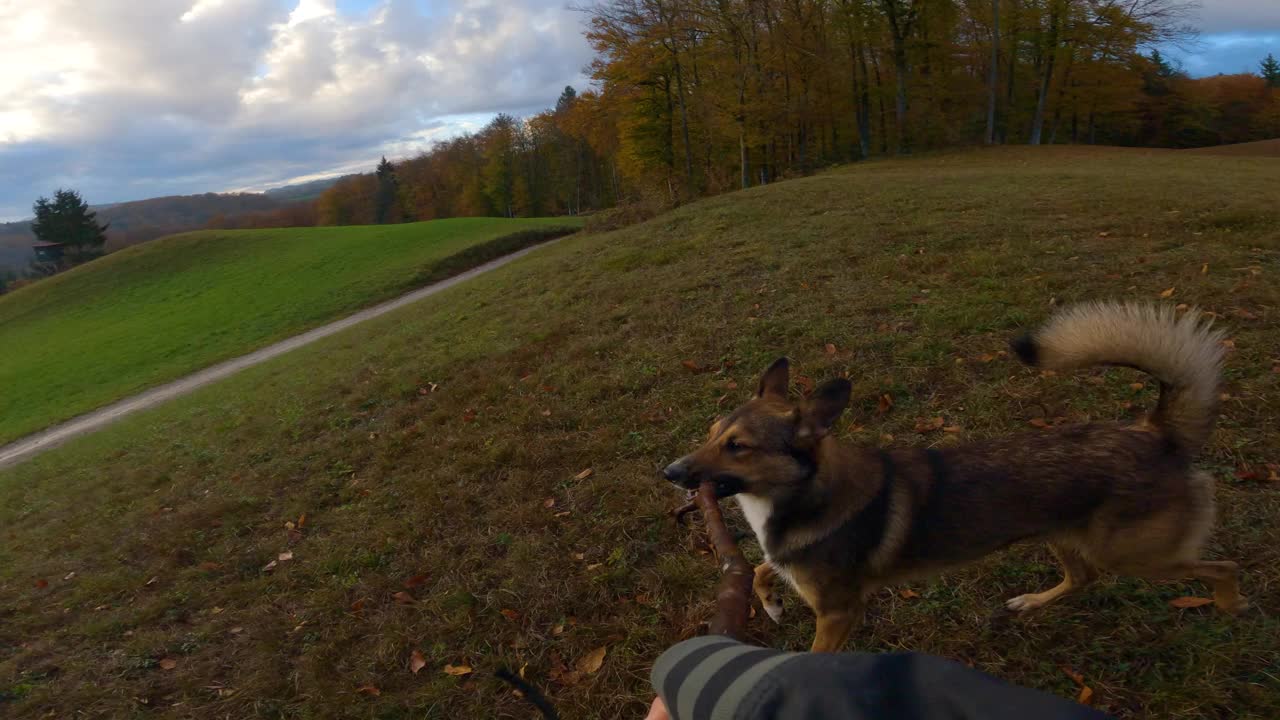 POV, FPV:一只棕色的狗嘴里叼着一根棍子，享受着和主人玩耍的乐趣视频素材