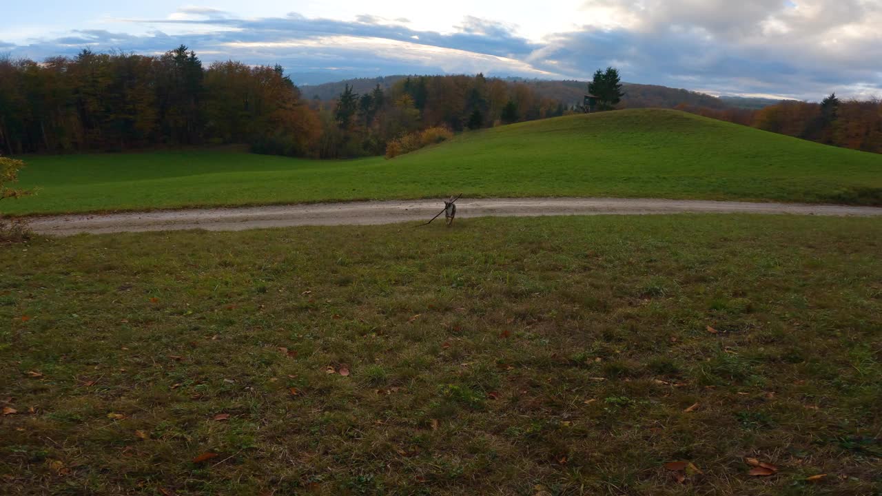 POV, FPV:一只顽皮的棕色牧羊犬和它的主人之间快乐的接球游戏视频下载