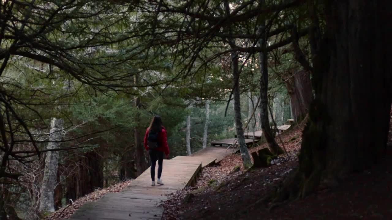 一个穿着红色衣服的女人在郁郁不乐的森林里徒步旅行的后视图。全视图，copyspace。视频下载