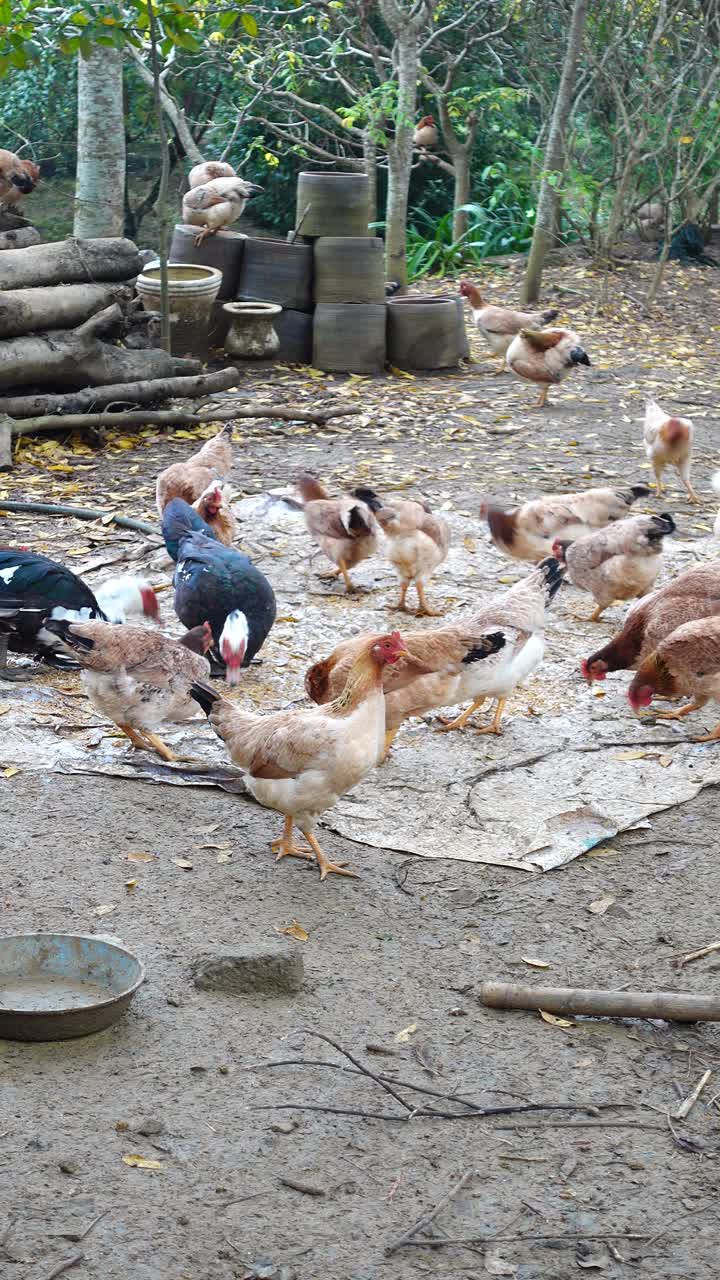 在户外有机农场里，一群正在啄食生米粒的鸡视频下载