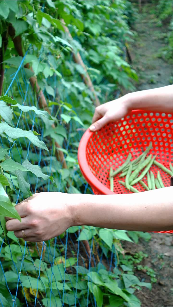 采收菜豆视频下载