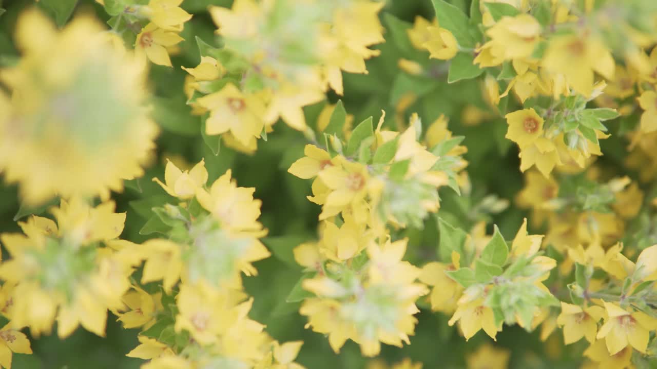 黄花在风中摇曳。美丽的珍珠菜视频素材