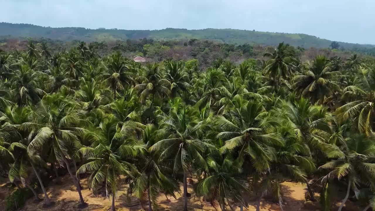 泰国椰子树种植园(鸟瞰图)。视频下载