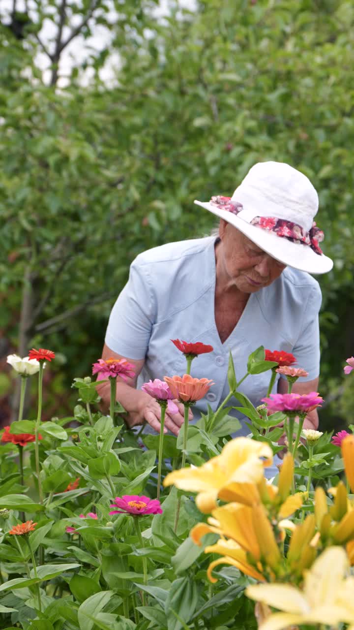 爱好上了年纪的女园丁，照料花园里生机勃勃的花朵视频素材