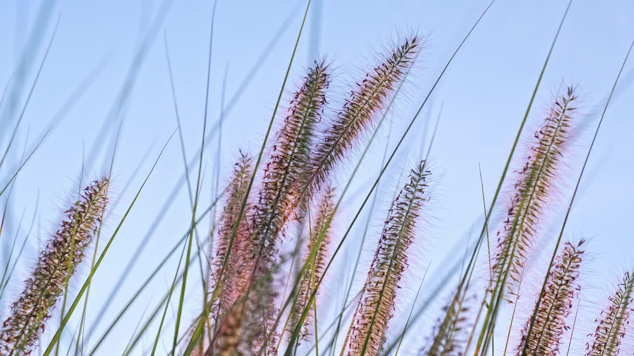 装饰矮喷泉沼泽狐尾草中国皇尾草花园植物视频下载