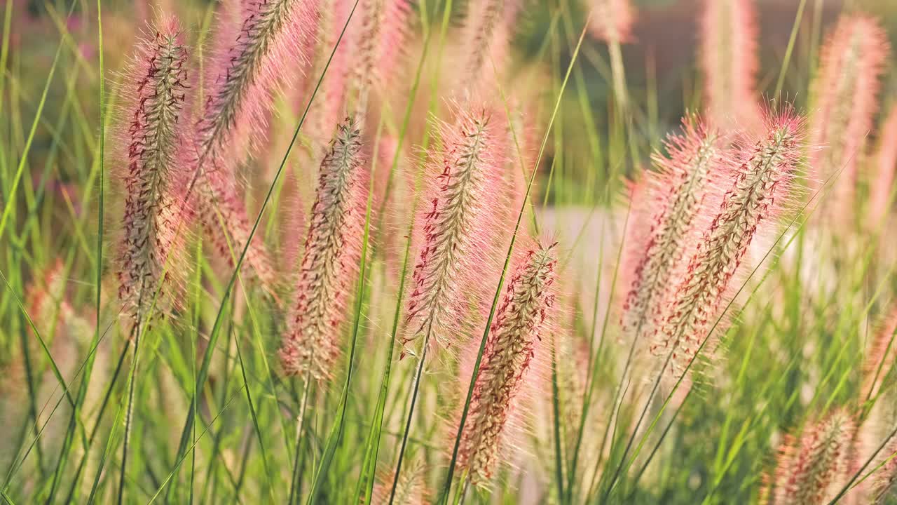 装饰矮喷泉沼泽狐尾草中国皇尾草花园植物视频下载