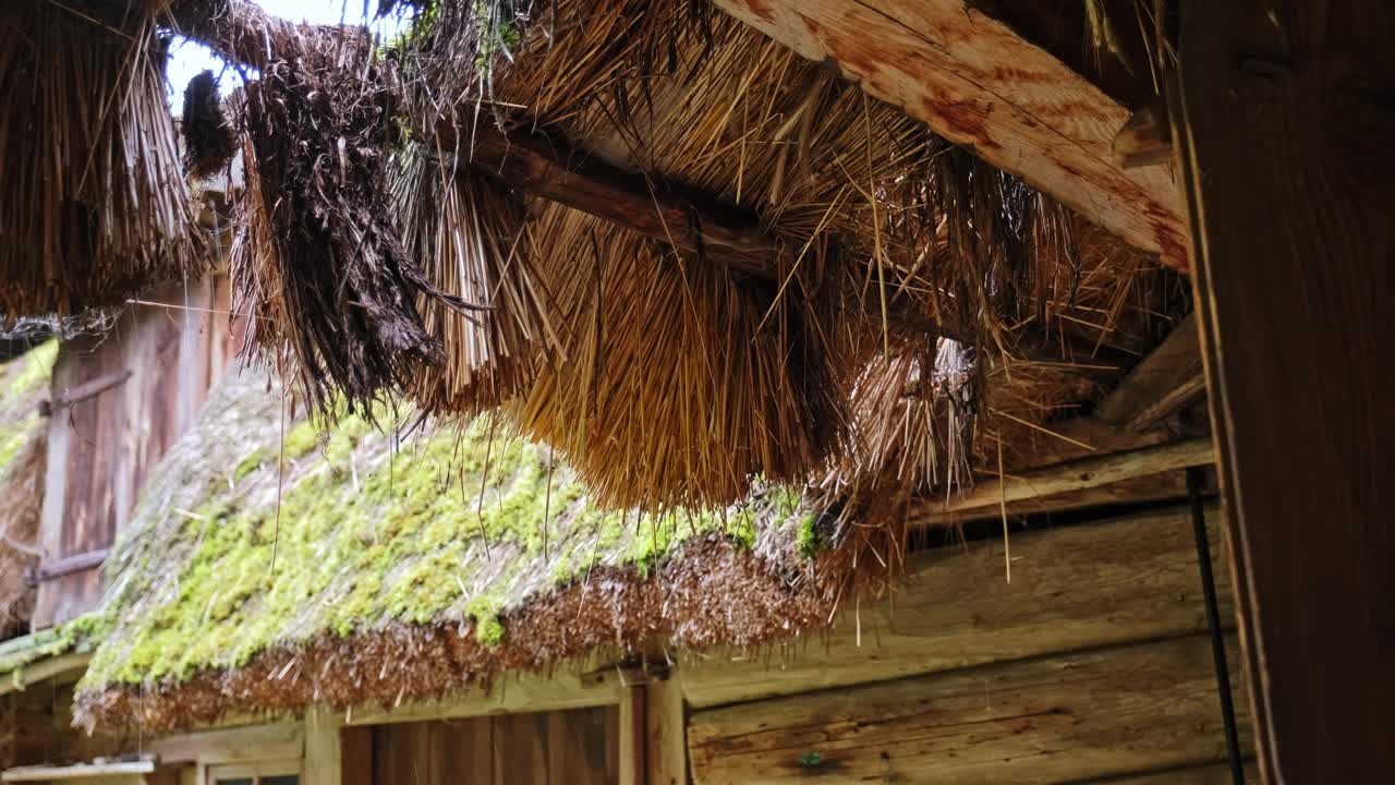 传统的波兰历史悠久的东欧乡村木屋，茅草屋顶由覆盖着青苔的干干草制成视频下载