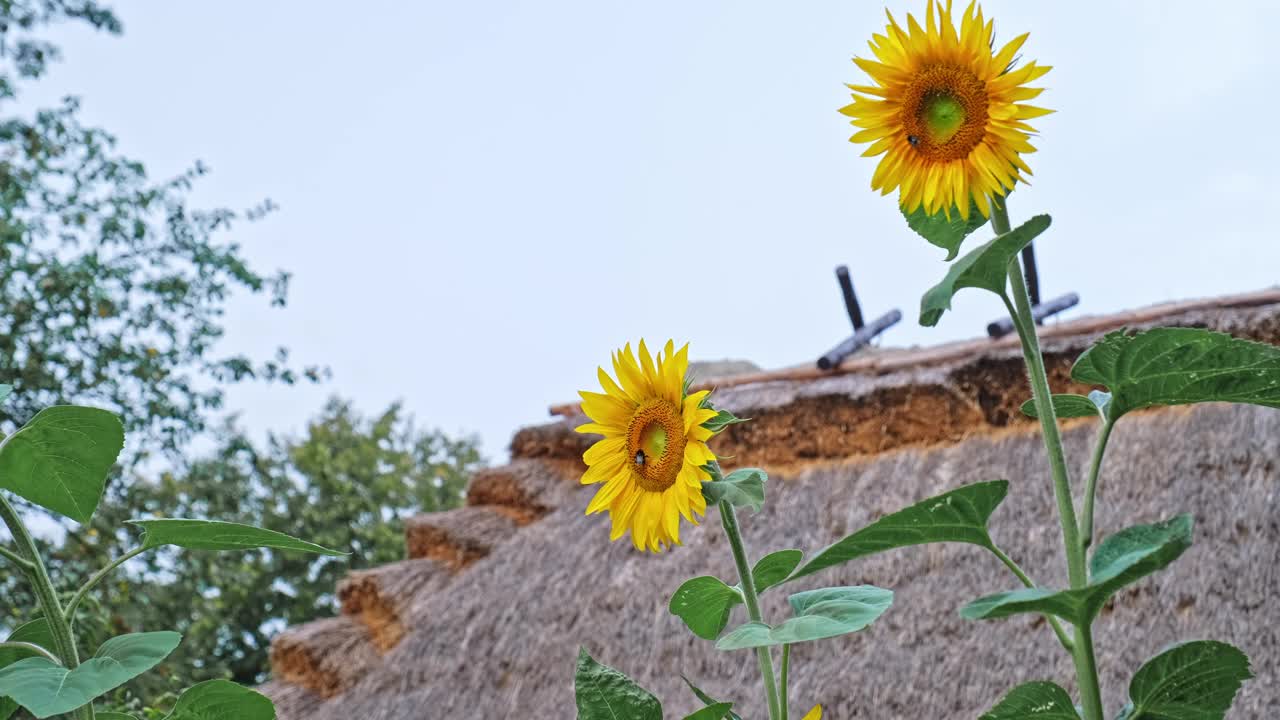 传统村舍后的花园里，未成熟的黄花在微风中摇曳视频下载