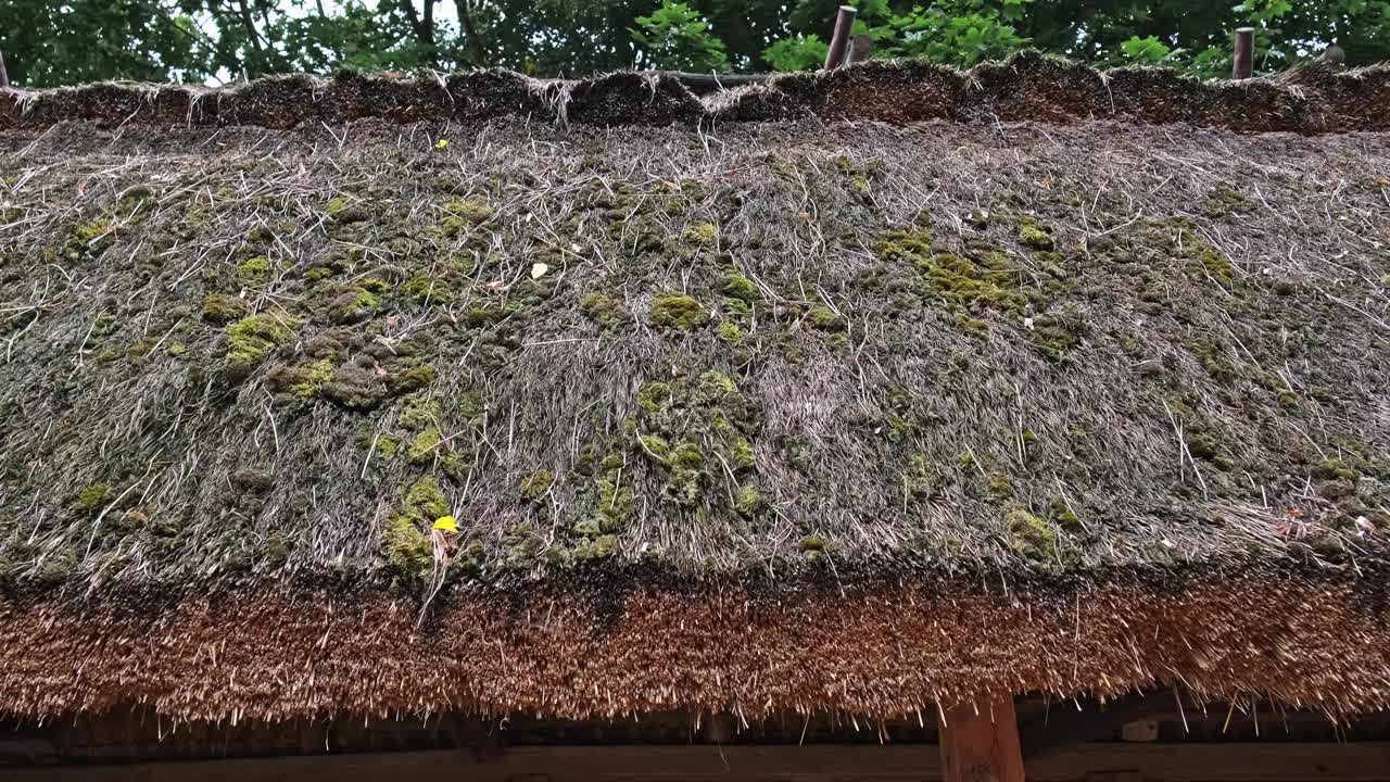 传统的波兰历史悠久的东欧乡村木屋，茅草屋顶由覆盖着青苔的干干草制成视频下载