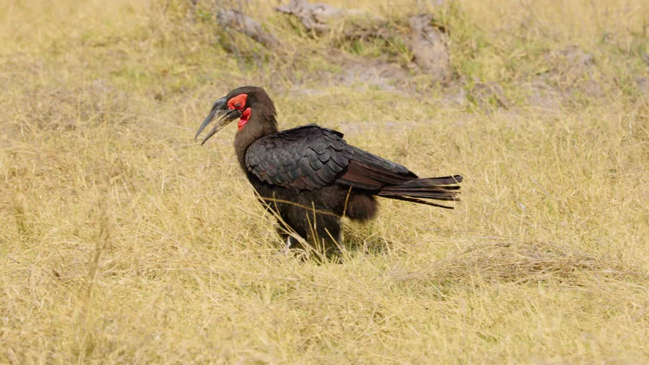 一只南方地犀鸟(Bucorvus leadbeateri)自信地大步走过南非博茨瓦纳阳光普照的大草原，它有黑色和红色的羽毛和长长的喙视频下载