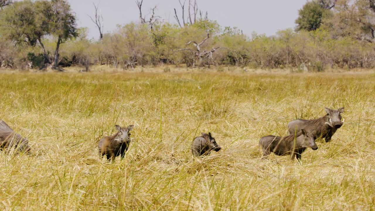 一群非洲疣猪(Phacochoerus africanus)在南非奥卡万戈三角洲的草原上四处觅食，它们的象牙和鼻子在挖食视频下载