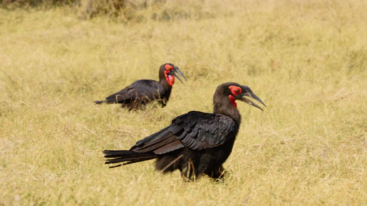 两只南方地犀鸟(Bucorvus leadbeateri)漫步在南非博茨瓦纳的大草原上，它们独特的黑红羽毛和长长的喙使它们成为引人注目的一对视频下载