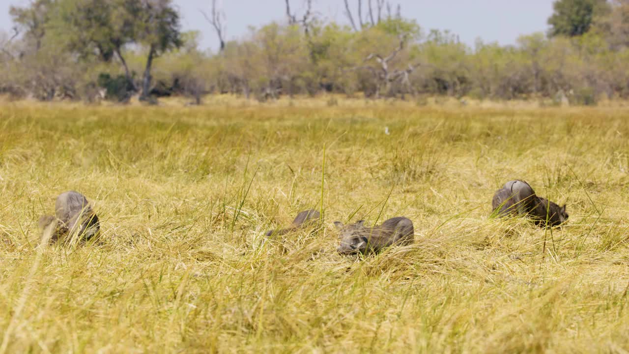 普通疣猪(Phacochoerus africanus)在博茨瓦纳的大草原上挖掘和吃草，它们的象牙和鼻子在草地上寻找食物视频下载