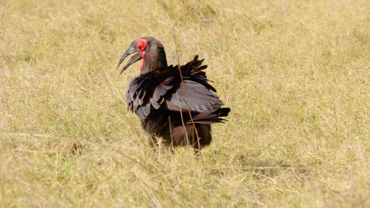 一只南方地犀鸟(Bucorvus leadbeateri)自信地大步走过南非博茨瓦纳阳光普照的大草原，它有黑色和红色的羽毛和长长的喙视频下载