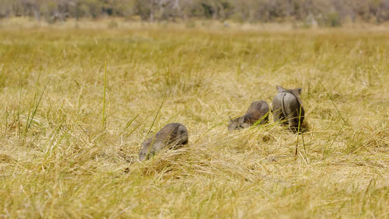 普通疣猪(Phacochoerus africanus)在南非的奥卡万戈三角洲的大草原上觅食，它们的象牙和鼻子在草丛中挖掘，同时它们一起在周围扎根视频下载