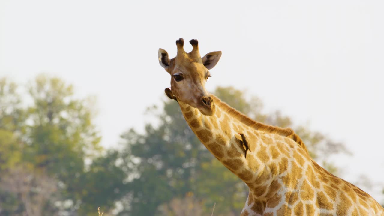 这是北长颈鹿(Giraffa camelopardalis)皮毛的特写镜头，上面满是牛椋鸟(Buphagus spp.)，它们着陆、爬行并以寄生虫为食，展示了一种非凡的共生关系视频下载