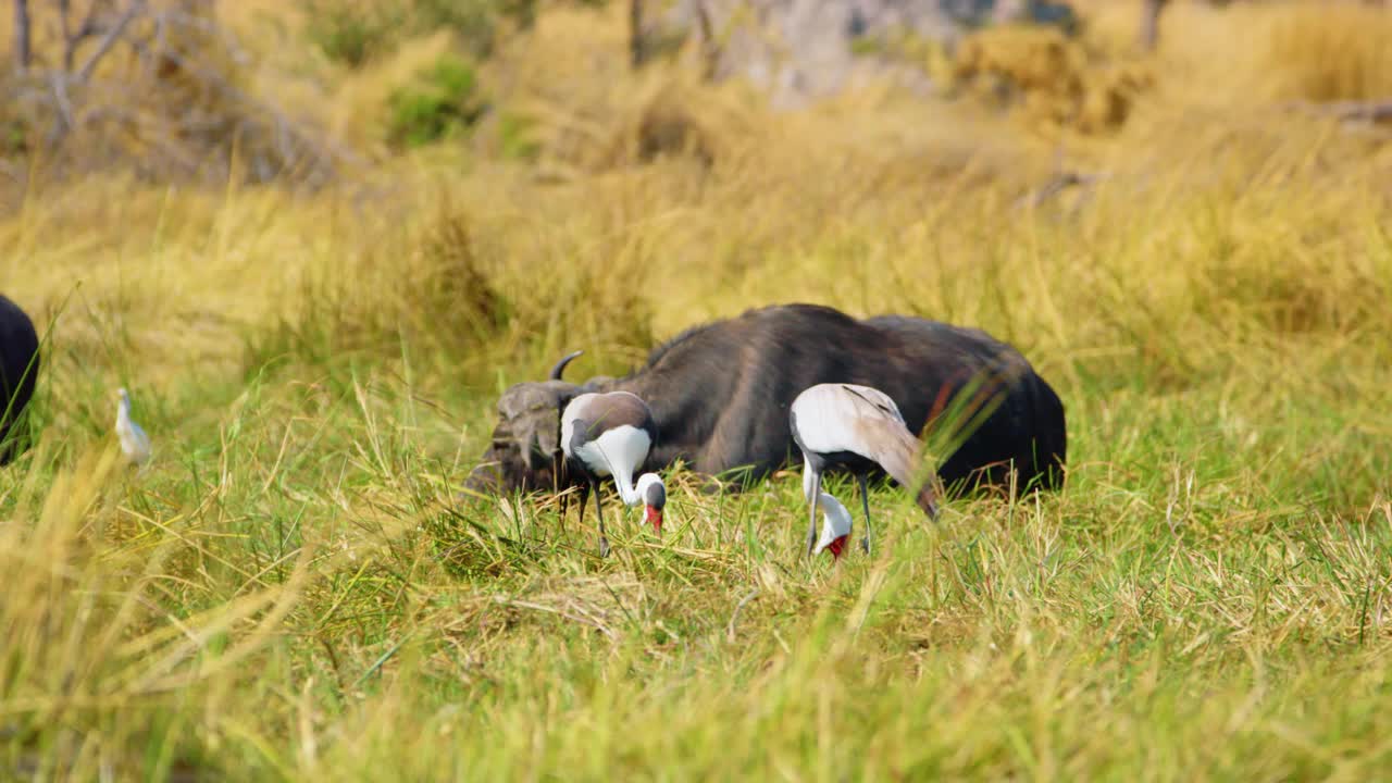 两只鹤(Grus carunculata)在博茨瓦纳一条河附近茂盛的草地上觅食，它们优雅的灰色羽毛和独特的垂肉，背景是吃草的南非水牛视频下载