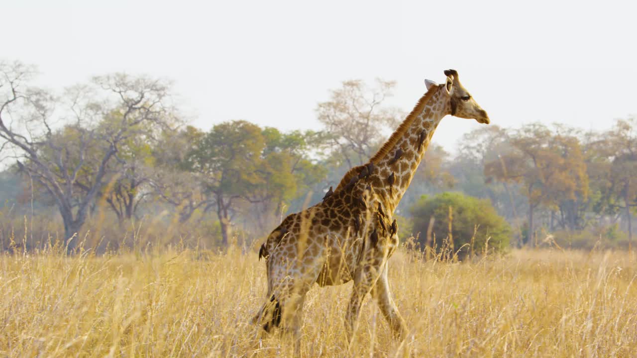 这是北长颈鹿(Giraffa camelopardalis)皮毛的特写镜头，上面满是牛椋鸟(Buphagus spp.)，它们着陆、爬行并以寄生虫为食，展示了一种非凡的共生关系视频下载