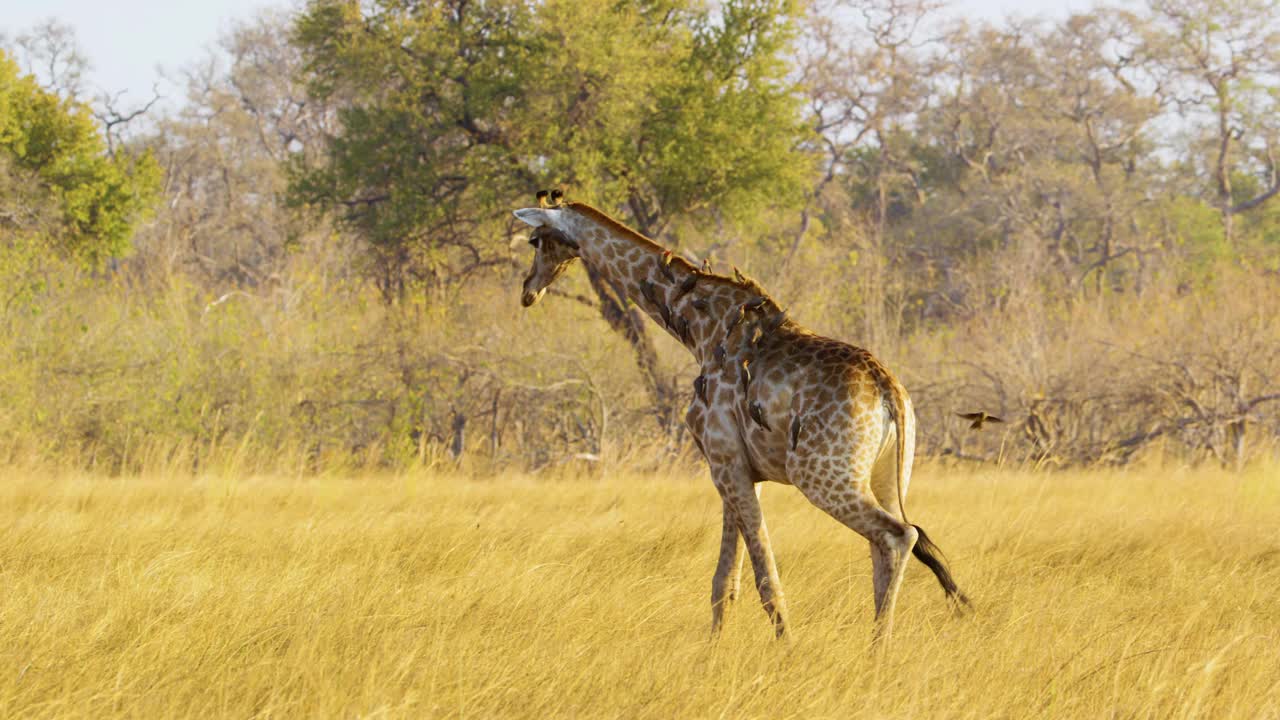 雄伟的非洲长颈鹿(Giraffa camelopardalis)慢镜头漫步在博茨瓦纳阳光普照的大草原上，它轻柔的步伐强调了它高耸的存在。牛椋鸟栖息在它的背部和颈部视频下载