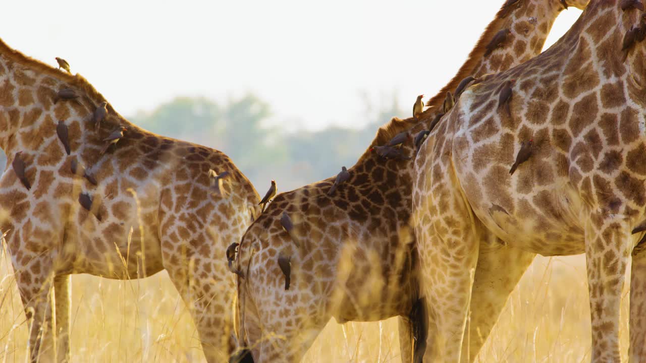 一只好奇的北长颈鹿(Giraffa camelopardalis)站在郁郁葱葱的奥卡万戈三角洲的莫雷米野生动物保护区，直视着镜头，上面栖息着啄木鸟(Buphagus)视频下载