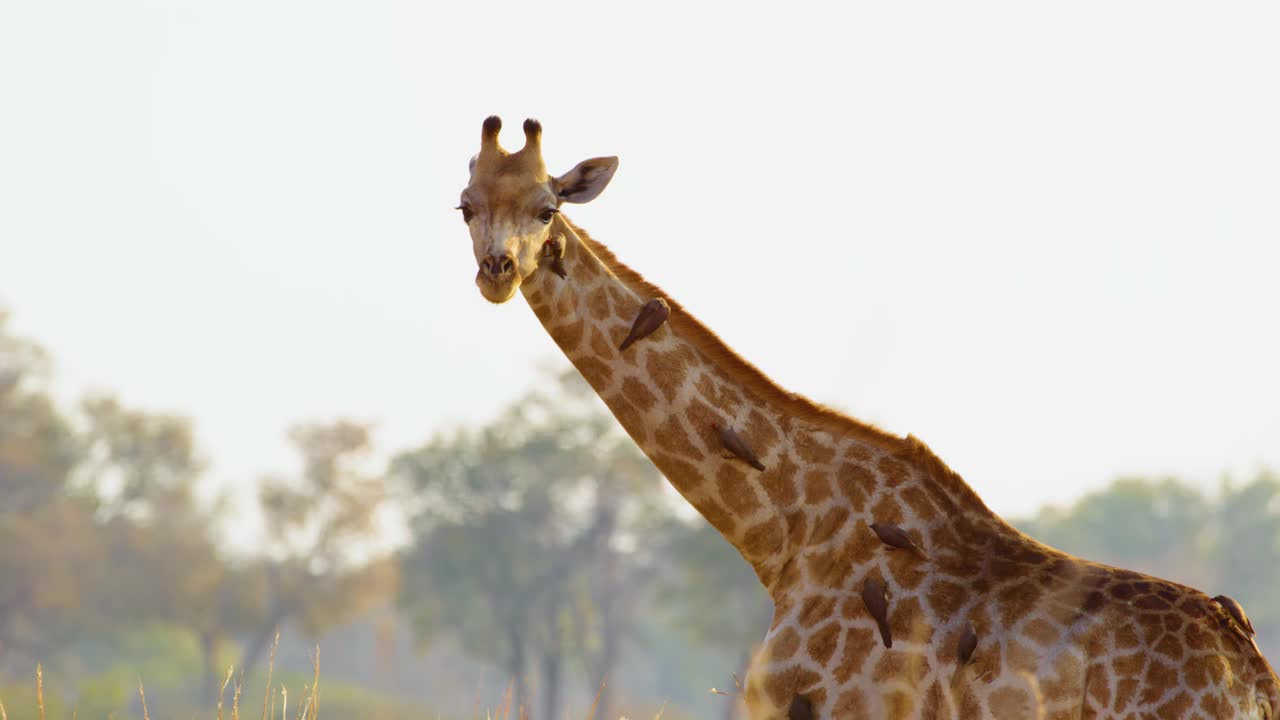 在博茨瓦纳的大草原上，三只北方长颈鹿(Giraffa camelopardalis)的特写，啄食动物(Buphagus spp.)覆盖着它们的身体，以寄生虫为食，突出了共生关系视频下载