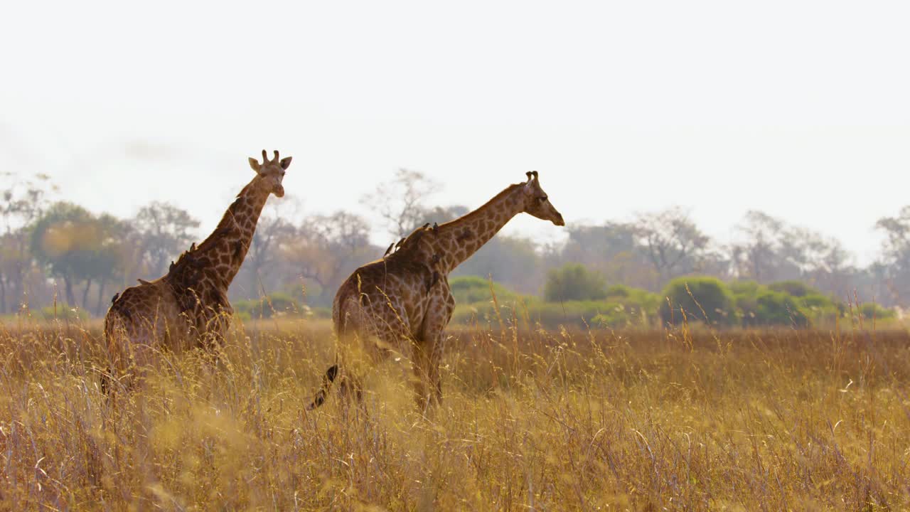 两只非洲长颈鹿(Giraffa camelopardalis)在博茨瓦纳大草原茂盛的草地上悠闲地漫步，它们的长脖子在探索它们的自然栖息地时一致地摆动着视频下载