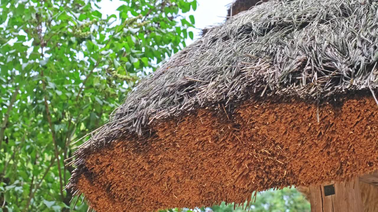 传统的波兰历史悠久的东欧乡村木屋，茅草屋顶由覆盖着青苔的干干草制成视频下载