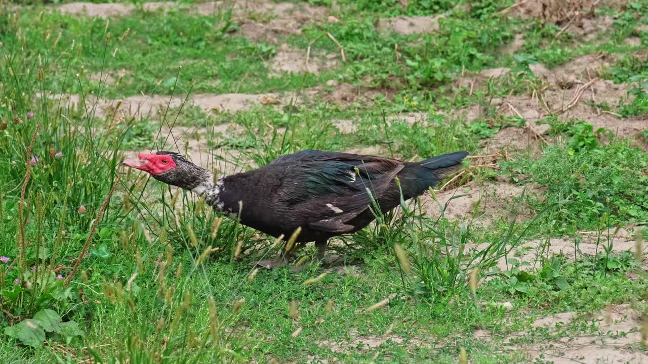 在农场后院寻找食物的家养番鸭视频下载