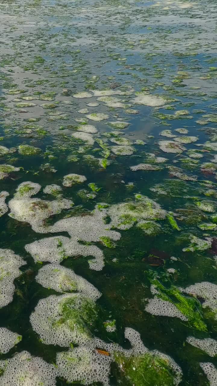 在暴风雨中采摘的绿藻漂浮在水面上视频下载