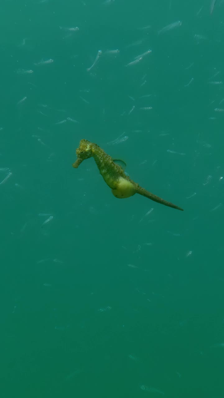 怀孕的雄海马漂浮在水中，一群小鱼在背后游动视频下载