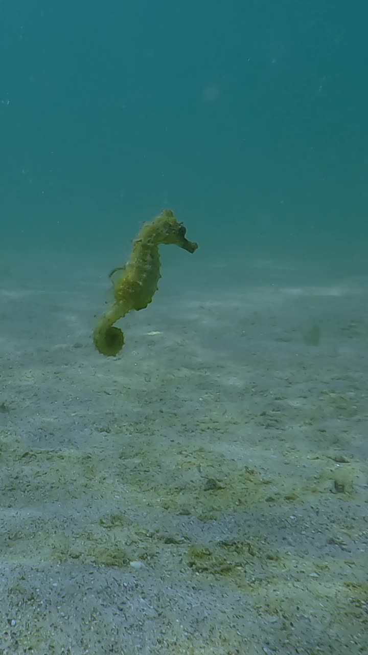 绿色的海马在沙子海床上的水中游泳，慢动作视频素材