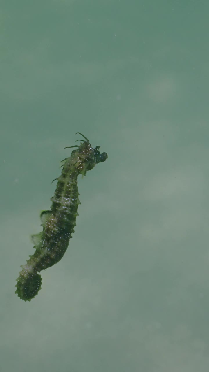 美丽的海马在沙质底部的水柱中游泳视频下载