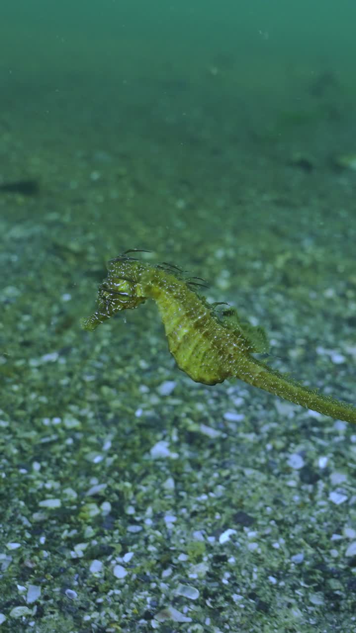 海马在覆盖着贝壳的沙滩上游泳的特写视频素材