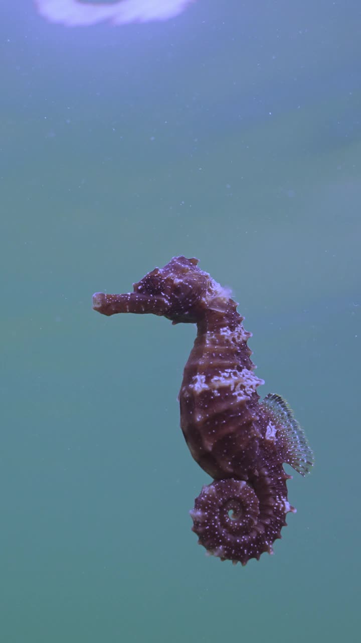 长鼻海马(海马体)在水面下游泳的特写，慢动作，跟随镜头视频下载