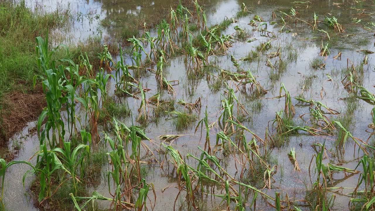 灾难性的洪水在一个玉米农场，有毒的夏季风暴和暴雨导致玉米作物在地块上倒塌。视频素材