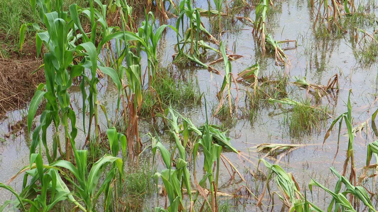 灾难性的洪水在一个玉米农场，有毒的夏季风暴和暴雨导致玉米作物在地块上倒塌。视频素材