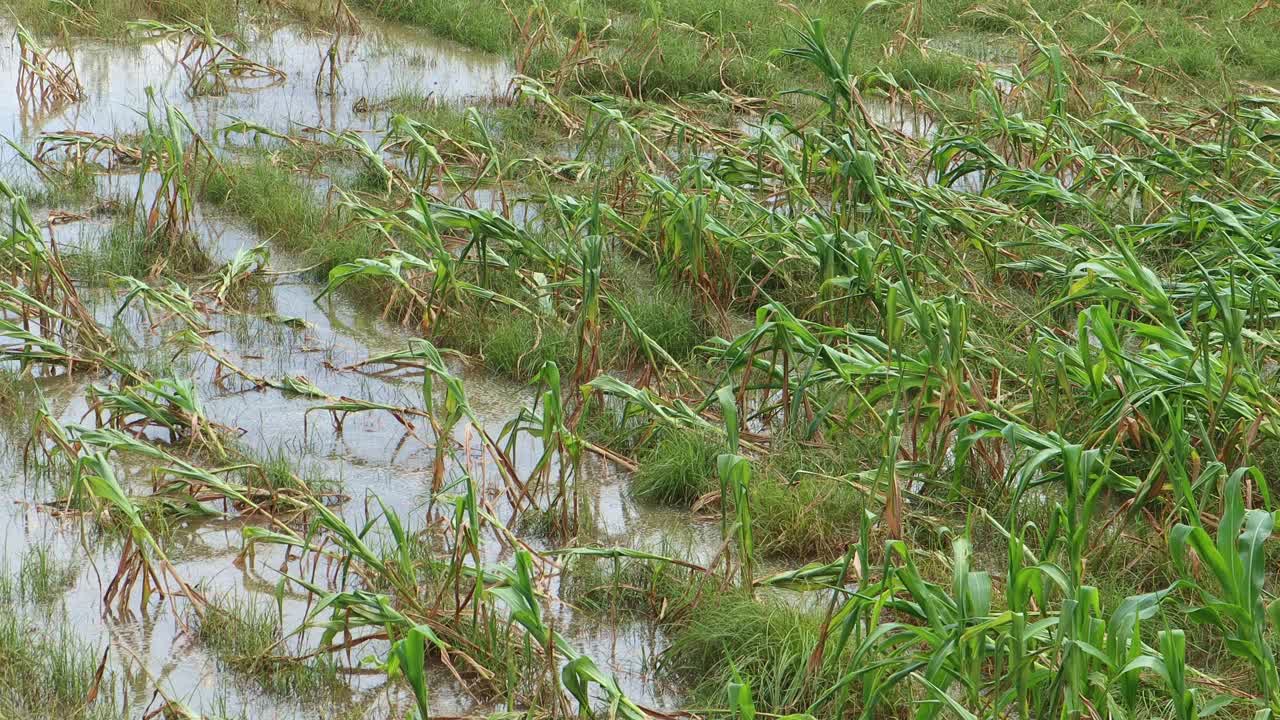 灾难性的洪水在一个玉米农场，有毒的夏季风暴和暴雨导致玉米作物在地块上倒塌。视频素材