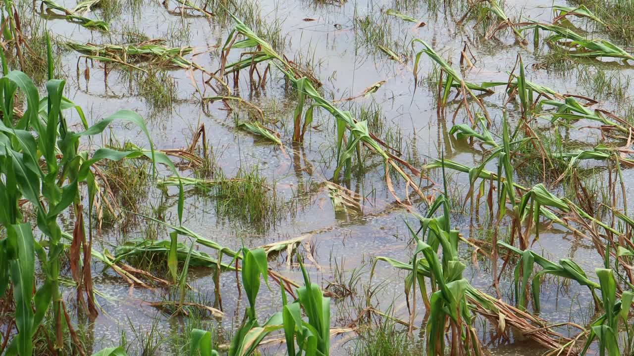 灾难性的洪水在一个玉米农场，有毒的夏季风暴和暴雨导致玉米作物在地块上倒塌。视频素材