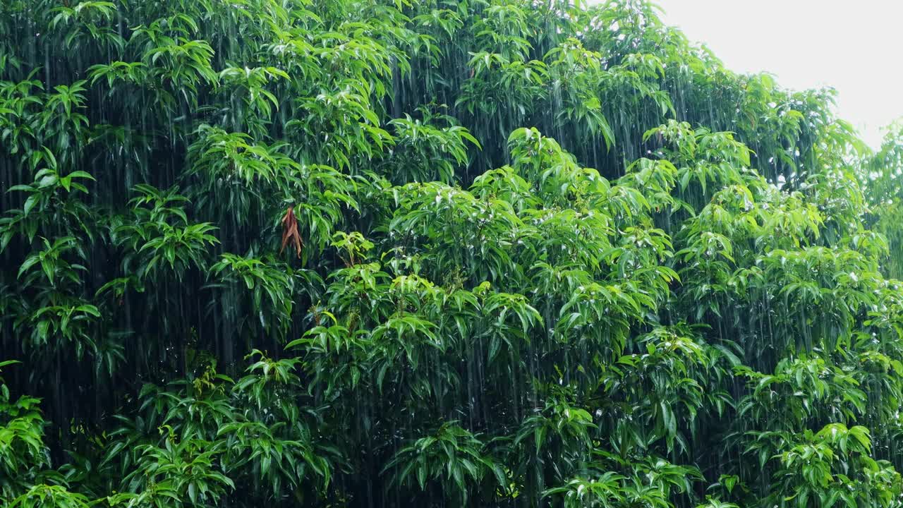 雨季雨水落在树上视频素材