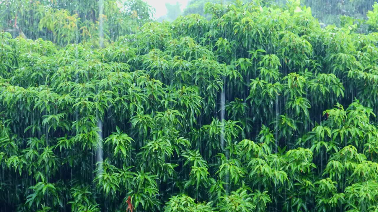 雨季雨水落在树上视频素材