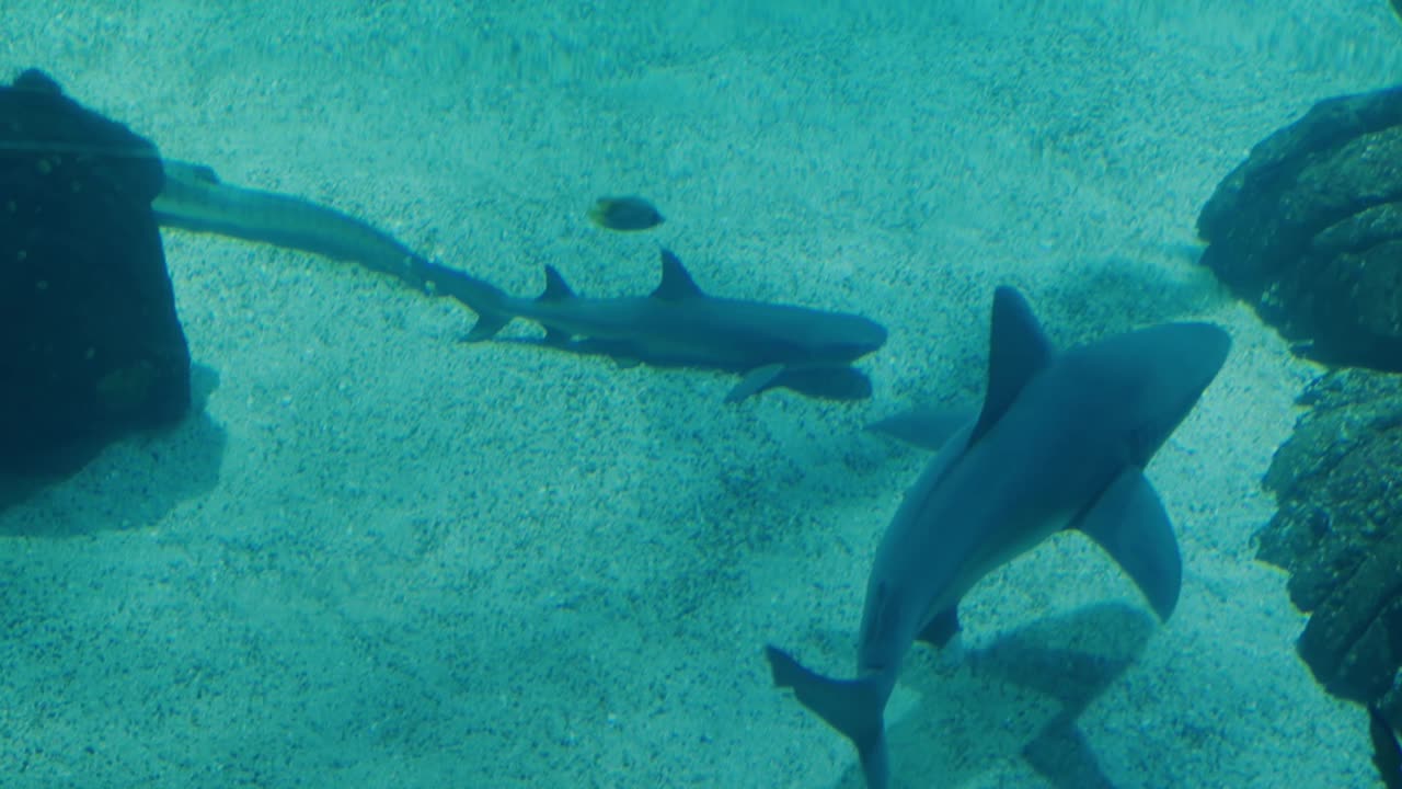 水下场景与鲨鱼在清澈的蓝色海洋水族馆视频素材