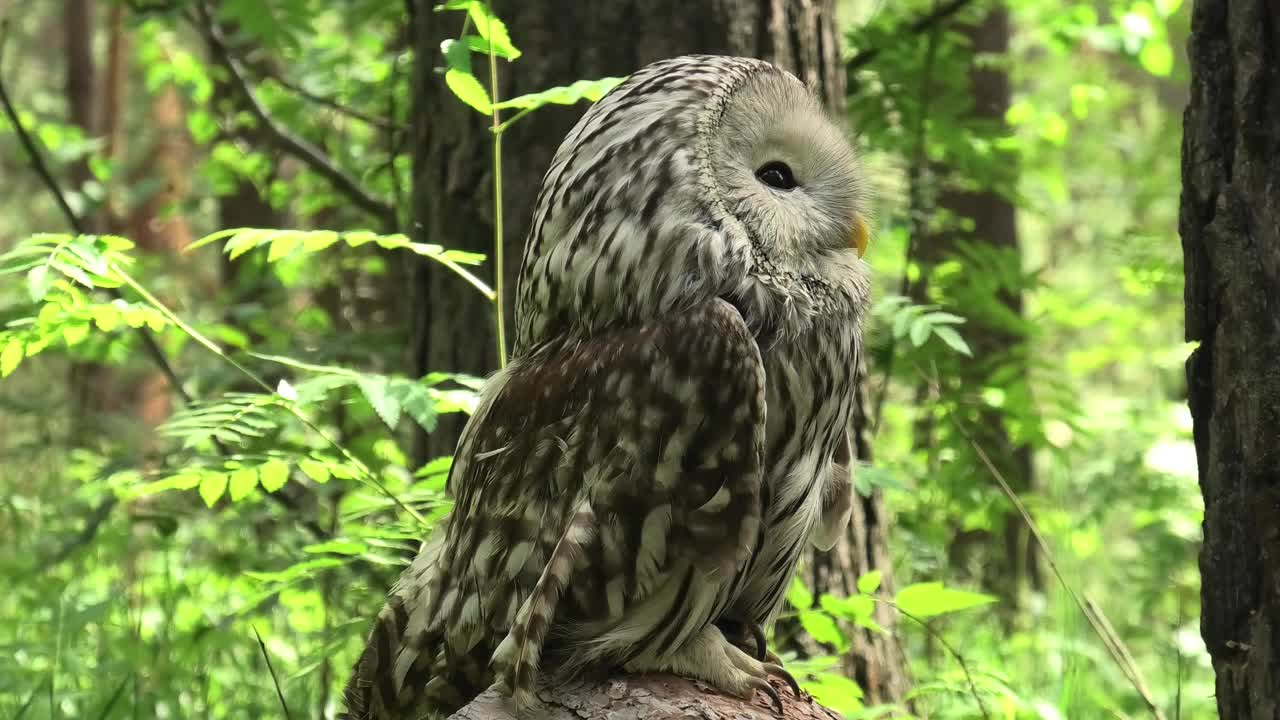 夏季森林中的乌拉尔猫头鹰(Strix uralensis)视频下载